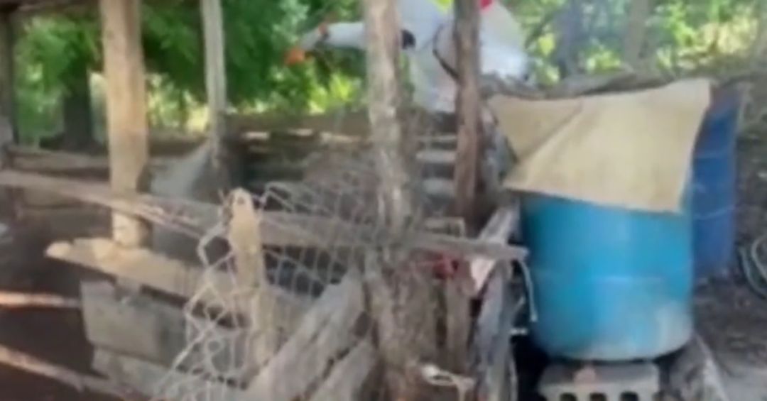 Exempleados de Agricultura denuncian deuda de 5 millones por fiebre porcina
