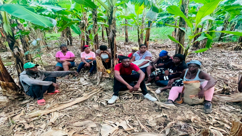 Ejército detecta con drones 11 haitianos indocumentados que se ocultaban en una finca de bananos