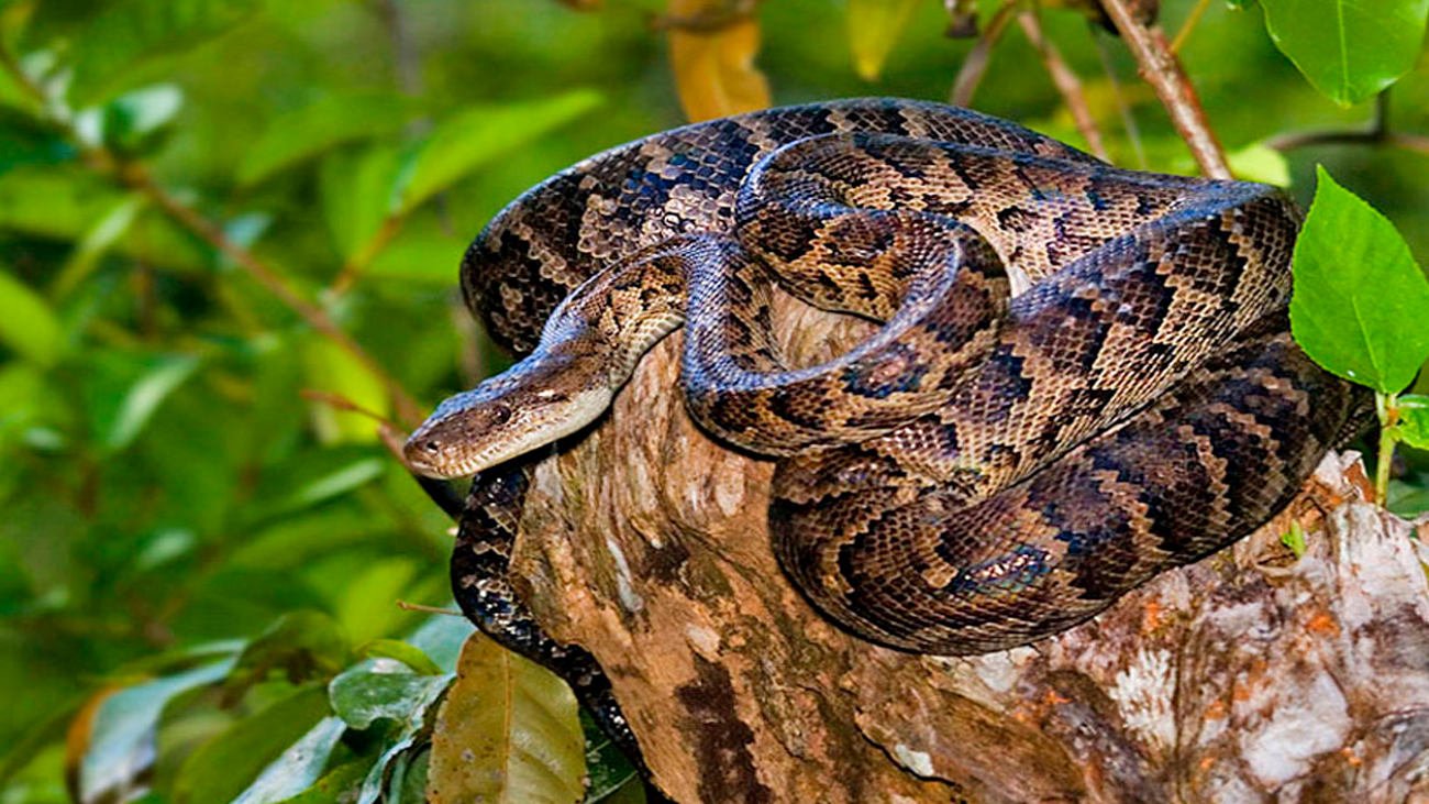 República Dominicana recibirá especies exóticas ilegales desde Puerto Rico