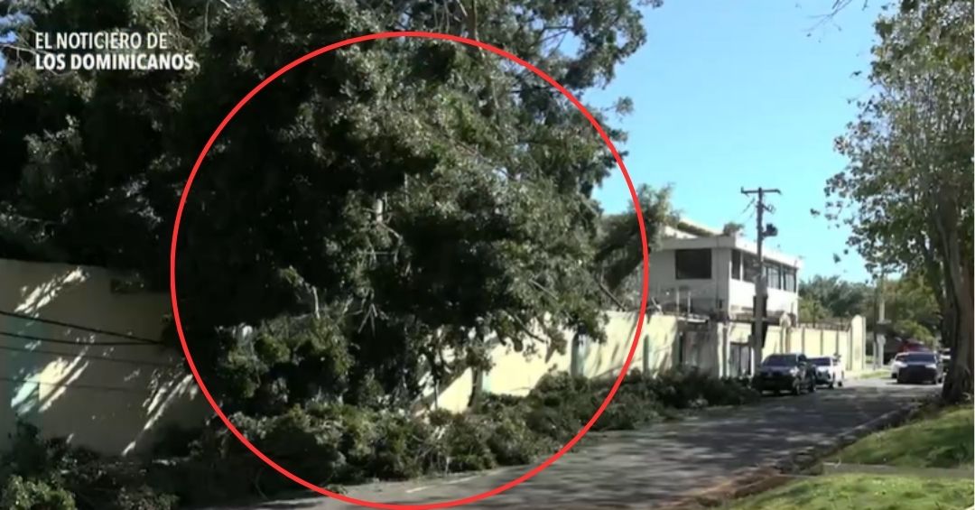 Árboles caídos por más de 8 horas en zona universitaria: denuncian riesgo de accidentes