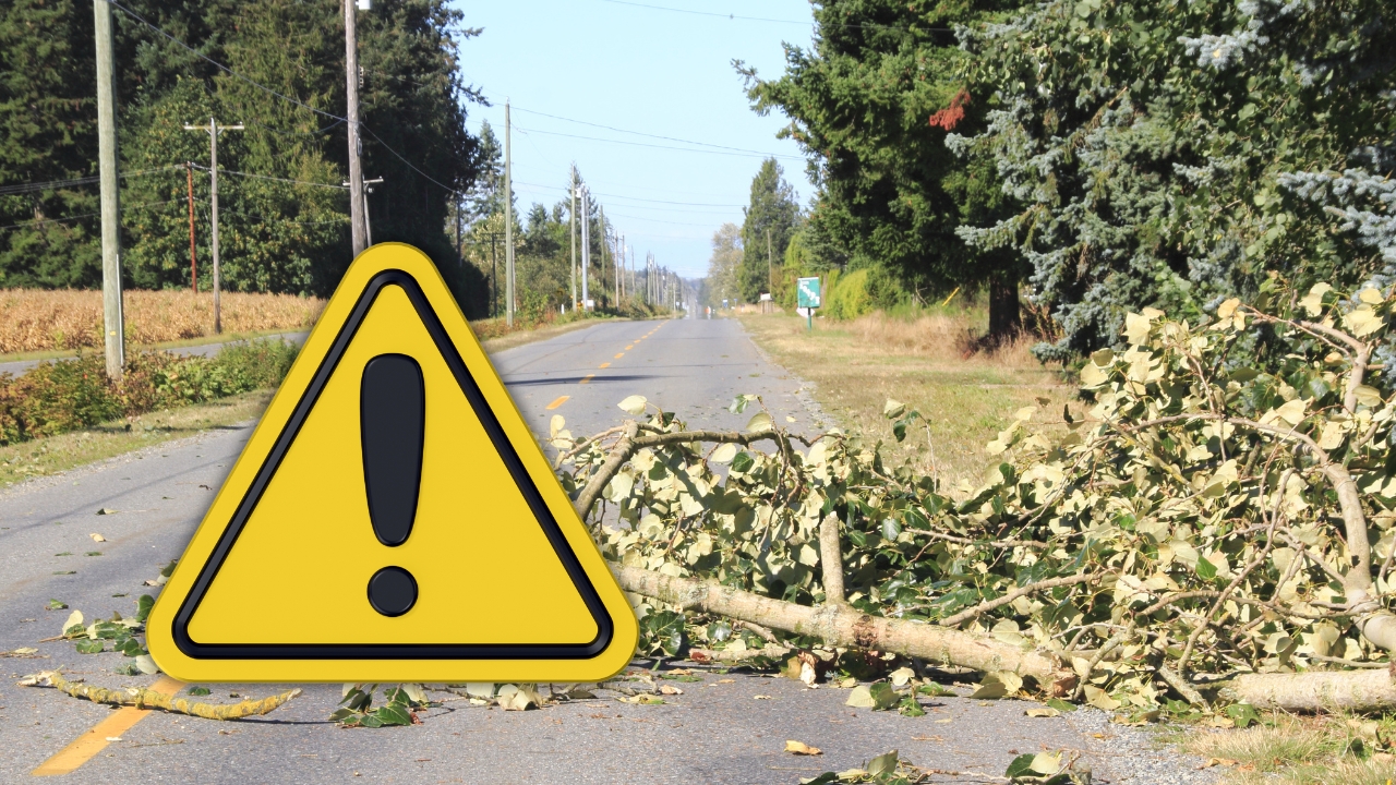 Residentes de Santo Domingo Este denuncian árbol caído sobre cables