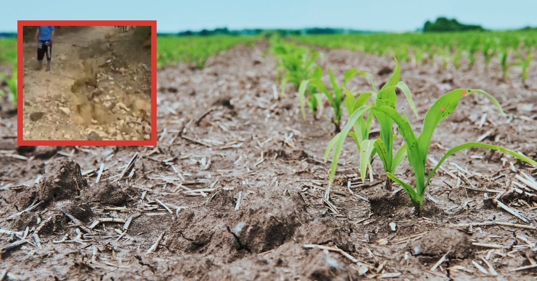 Loma de Solimán: Cosechas perdidas por camino intransitable