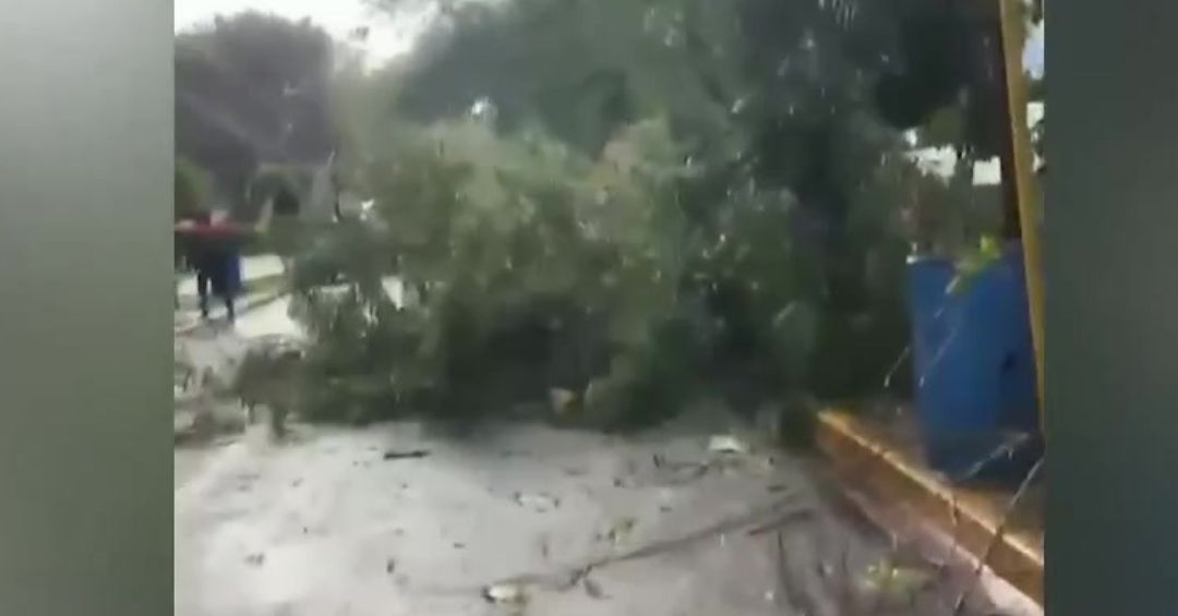 Árboles caen en la UASD y generan riesgo eléctrico