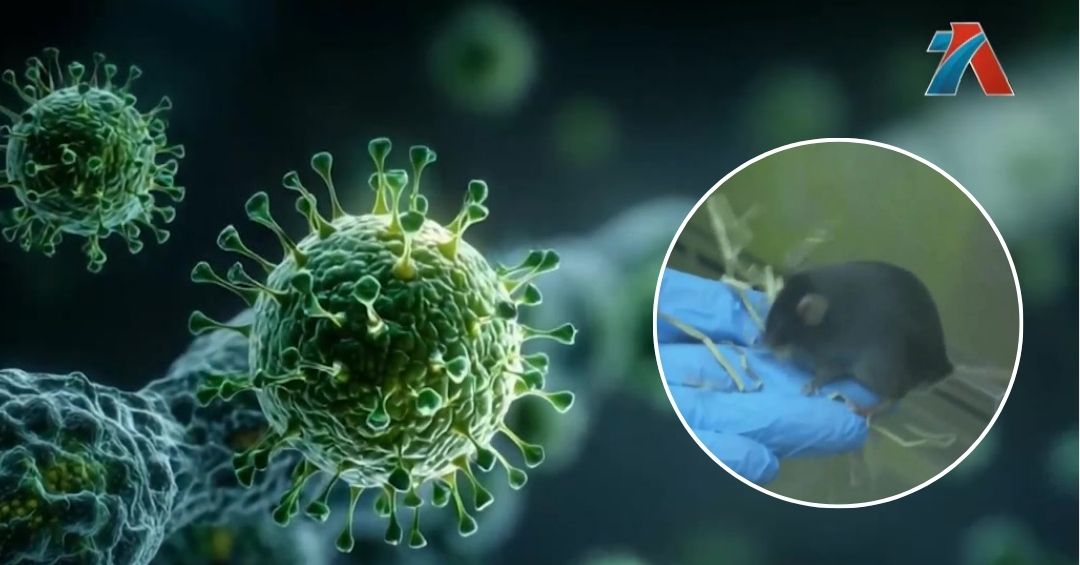Brote de hantavirus en crucero deja 3 muertos y alerta a la Organización Mundial de la Salud