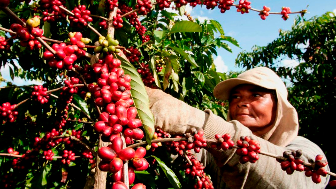 Hoy es Día Nacional del Agricultor