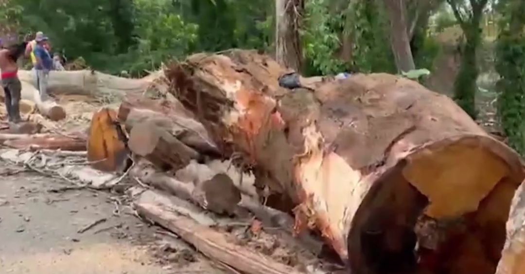 Denuncian tala de árboles en parque lineal de Moca