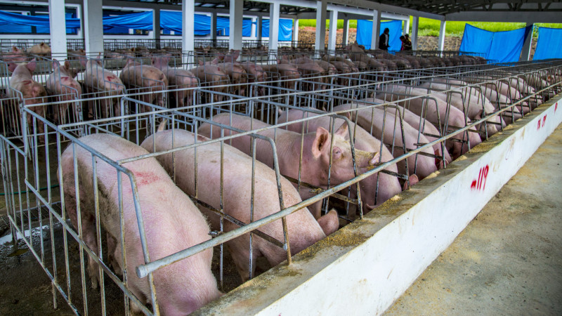 Ministerio de Agricultura lanzará en julio programa para mecanizar el campo y destaca peste porcina está totalmente bajo control