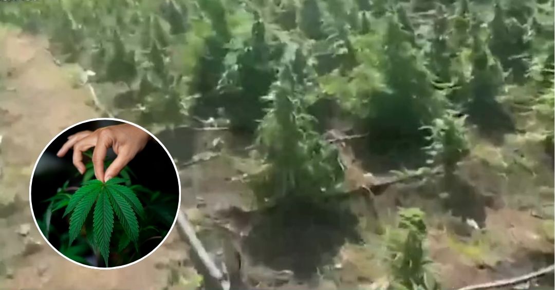 Más de 3,500 plantas de marihuana decomisan en ope